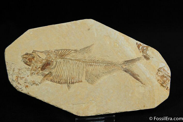 Inch Diplomystus Fish Fossil #41
